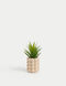 Artificial Mini Air Plant in Bobble Ceramic Pot